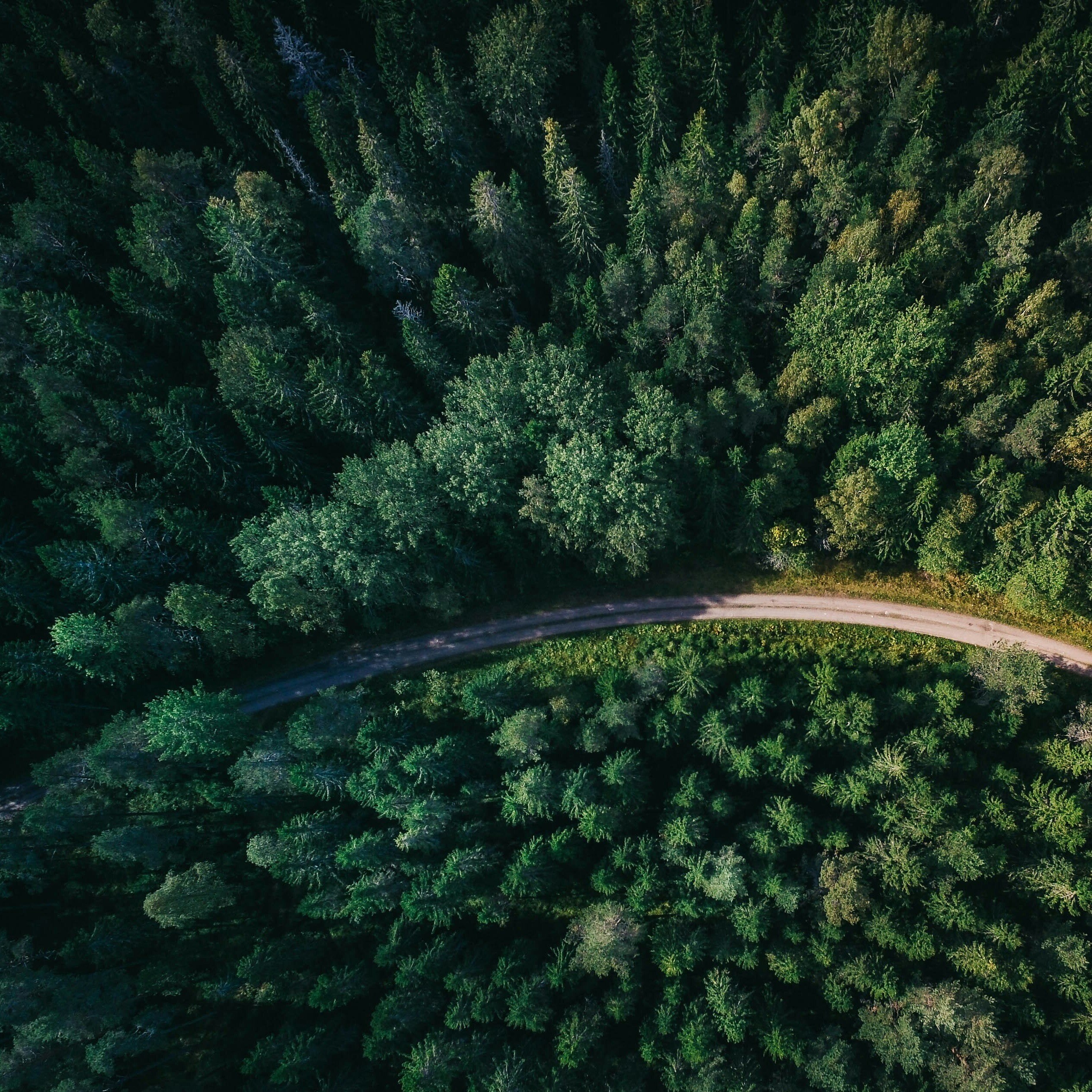 forest trees nature